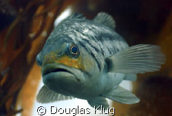 The Angler's Dream

A Calico, or Kelp Bass. A prized an... by Douglas Klug 